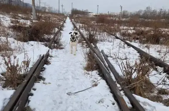 Найденные животные Красноярск, фото: Найден собака, Семафорная улица, 17, Красноярск - молодой мальчик в наморднике