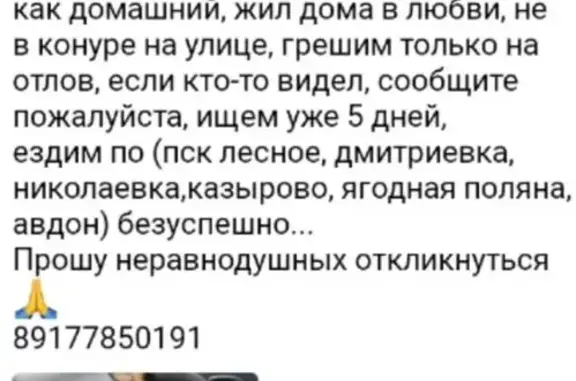 Пропала собака, Дмитриевский сельсовет, Башкортостан - photo