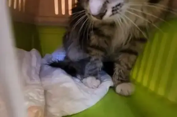 Пропала кошка, Троицкая улица, 9А, Мытищи - серо-белый окрас, подросток 6 месяцев - photo