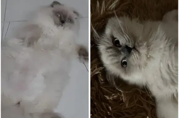 Пропала кошка, Нижняя улица, Майкоп - шотландская вислоухая, беленькая с дымчатым хвостиком - photo