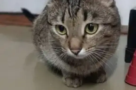 Найдена кошка, Йошкар-Ола, фото: Найдена кошка, бульвар Чавайна, 20, Йошкар-Ола - была беременной, уже родила котенка