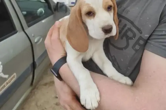 Пропала собака, Ново-Полевая улица, 38, Новозыбков - photo