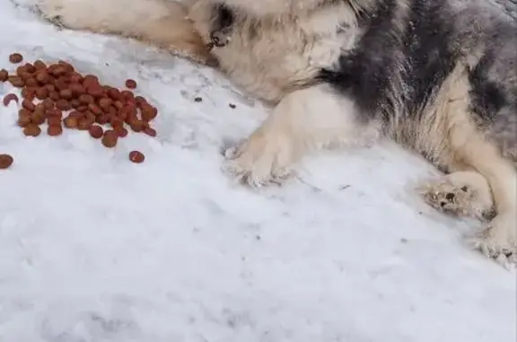 Найденные животные Нижний Новгород, фото: Найден собака, Торфяная улица, 7А к1, Нижний Новгород - сибирский хаски