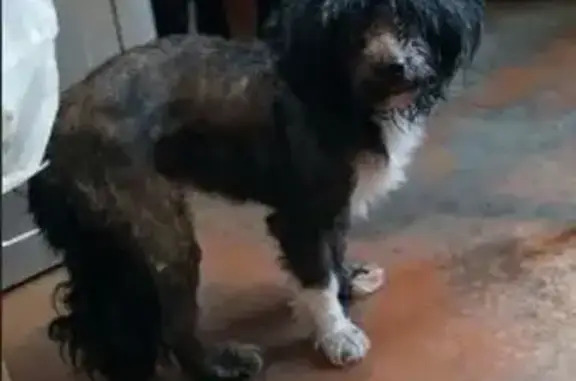 Найдена собака, Ярославль, фото: Найдена собака, улица Куропаткова, Ярославль - похожа на болонку, без ошейника