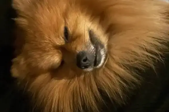 Пропал собака, Рекордная улица, 32, Кемерово - рыжий, недавно кастрированный - photo