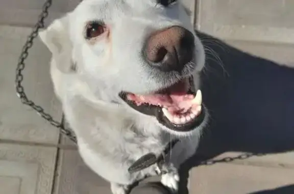 Пропал собака, Пробная улица, 30, Тула - белый кабель с оранжевым пятном на ухе - photo