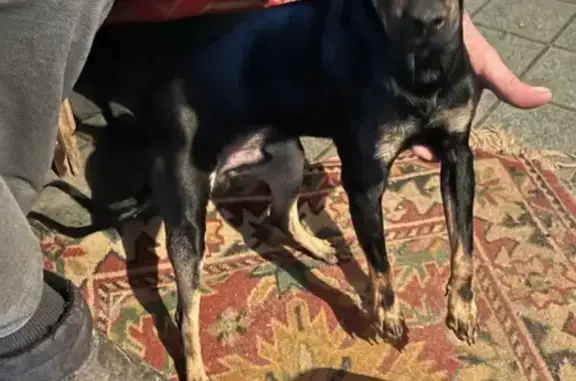 Найдена собака, Аксай, фото: Найден собака, Аксай