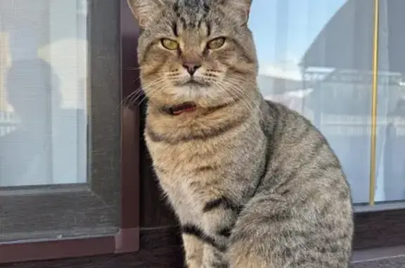 Кошки потеряшки, Ставрополь, фото: Потеряшка кот, улица Аграрник-2, Ставрополь - в ошейнике с монеткой