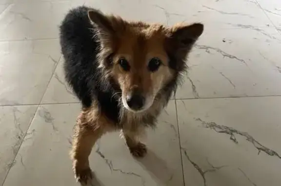 Найдена собака, Домодедово, фото: Найден собака, мужской, Набережная улица, 3Б, Домодедово