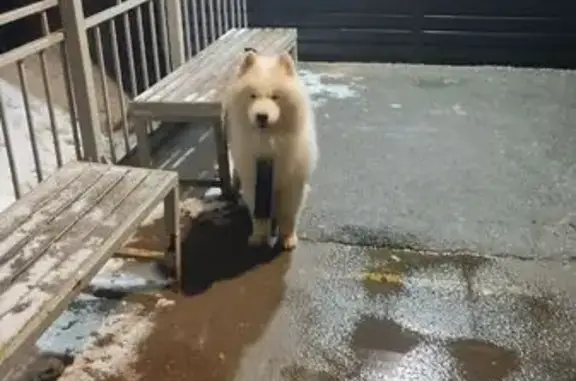 Найдена собака, Лобня, фото: Найдена собака, мужской пол, улица 35-й Бригады, городской округ Лобня