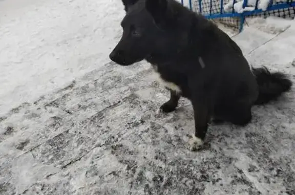 Найденные животные Североморск, фото: Найден собака, мужской, улица Саши Ковалева, Североморск - похожий на овчарку