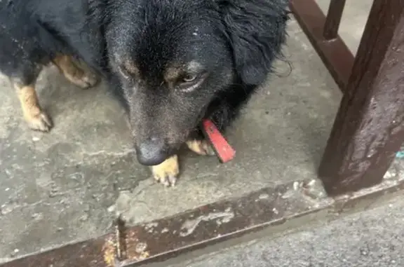 Найдена собака, Ростов-на-Дону, фото: Найдена собака, проспект Сельмаш, 94, Ростов-на-Дону - дворняжка с бордовым ошейником
