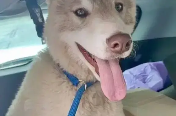 Найдена собака, Солнечногорск, фото: Найден щенок хаски, кобель, Советская улица, 11А, Солнечногорск