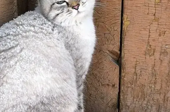 Пропала кошка, Красноармейская улица, 55А, Минусинск - photo