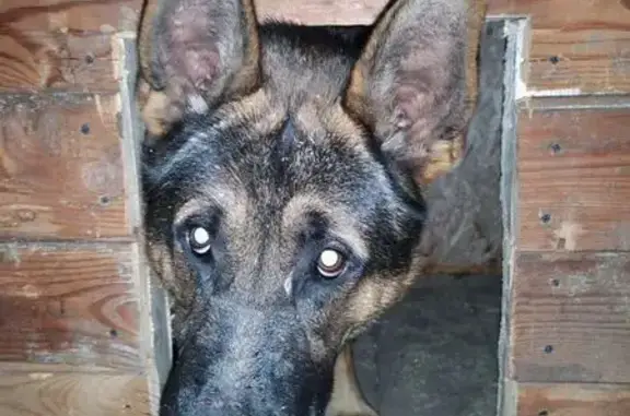 Пропала собака, Подгорная улица, 8, городское поселение Зеленодольск - photo