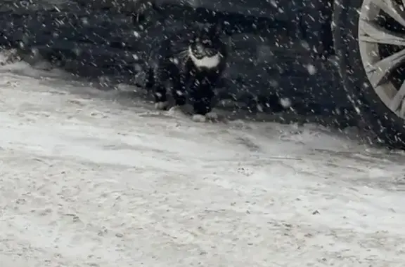 Найдена кошка, Новосибирск, фото: Найдена кошка, улица Бориса Богаткова, Новосибирск - чёрный окрас с белыми пятнами