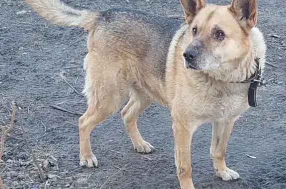 Пропал собака, Мотоциклетный проезд, городской округ Пенза - окрасом похож на светлую овчарку - photo