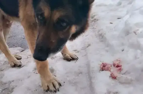 Найденные животные Брянск, фото: Найден собака, улица Богдана Хмельницкого, 8, Брянск - кобель овчарка, глухой