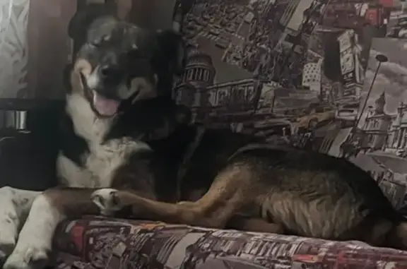 Пропал собака, улица Жуковского, 127, Обь - очень добрый и ласковый - photo