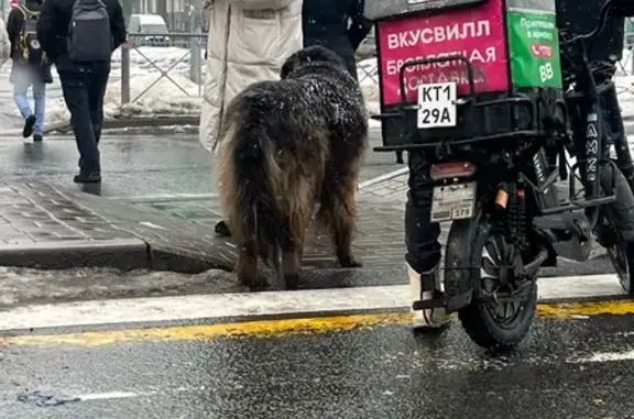 Найдена собака, Мурино, фото: Найден собака, улица Шувалова, 18/8, Мурино - похож на овчарку