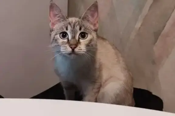 Найдена кошка, Обнинск, фото: Найдена кошка, улица Гагарина, Обнинск