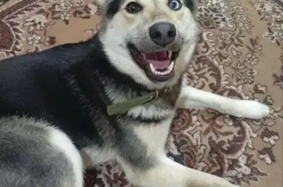 Пропала собака, переулок Фридриха Энгельса, 4, Тамбов - разноглазка - photo