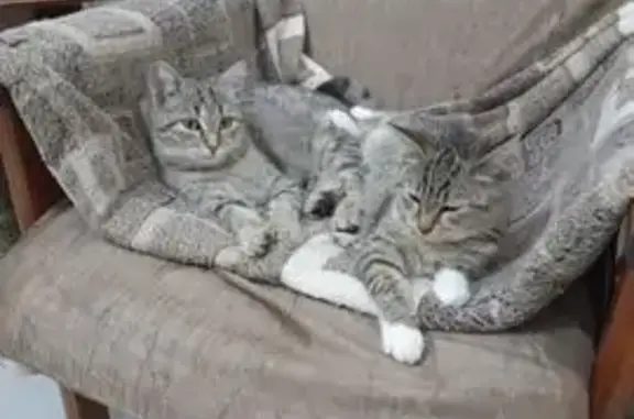 Пропала кошка, Красная площадь, Москва - серая с белыми лапками - photo