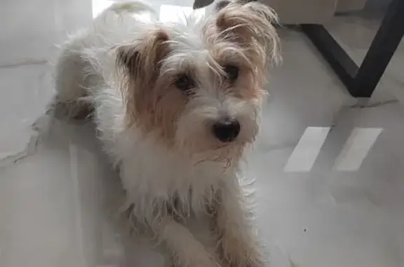 Найдена собака, Казань, фото: Найдена собака, улица Короленко, Казань - рыжие уши