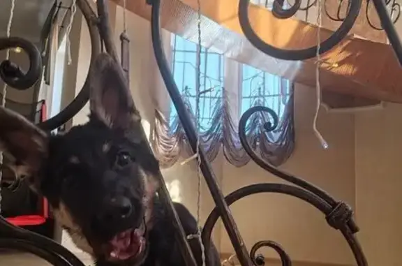 Пропала собака, Полевой переулок, 5, Великие Луки - восточно-европейская овчарка - photo