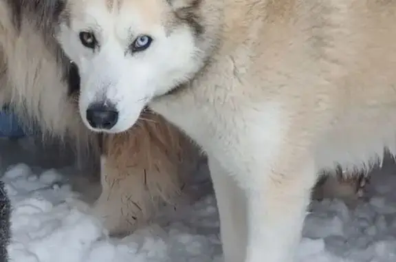 Пропала собака, девочка, Плетеница, Лыткарино - хаски с ошейником - photo