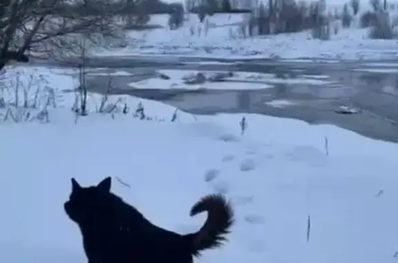 Пропал собака, Дачная улица, 16, Сычёвка - чёрный окрас, белое пятно на груди - photo