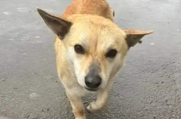 Найдена собака, Ростов-на-Дону, фото: Найдена собака, Элеваторный переулок, 12, Ростов-на-Дону - золотистый окрас, добрая