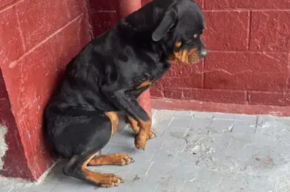 Найдена собака, Анапа, фото: Найден собака, мужской, улица Маяковского, 57А, Анапа - похож на канекорсо