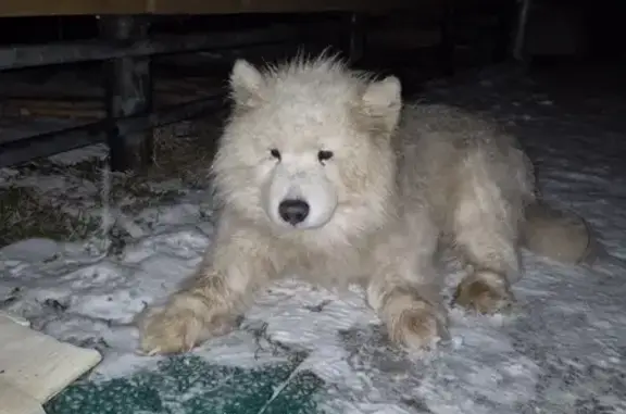Найдена собака, Сатино-Русское, фото: Найдена собака, Сатино-Русское, Москва - похожа на самоеда