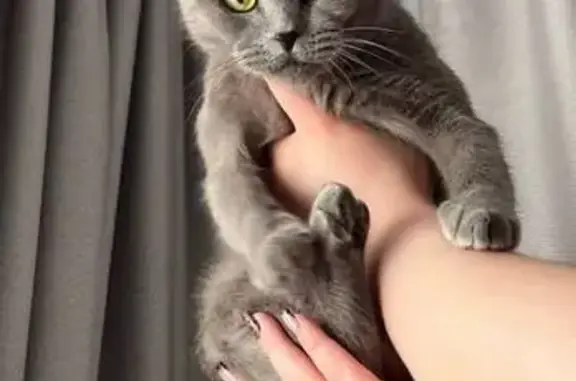 Пропала кошка, улица Седина, 42, Тихорецк - серая, беременна 1,5 месяца - photo