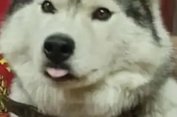 Пропала собака, женский пол, улица Мичурина, Ялга - photo