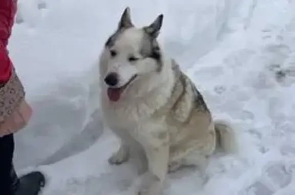 Найдена собака, Тула, фото: Найдена собака, 10-й Октябрьский проезд, 34, Тула