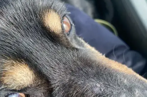 Пропал собака, Юбилейная улица, 76, Владимир - чёрный, пугливый - photo