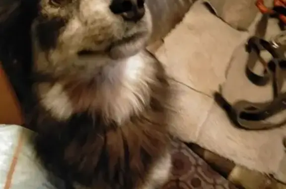 Найдена собака, Казань, фото: Найдена собака, улица Туфана Миннуллина, Казань - мордочка похожа на хаски