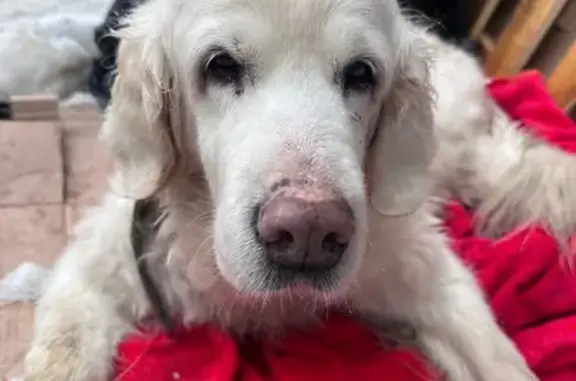 Найдена собака, Химки, фото: Найден собака, Юбилейный проспект, Химки - золотистый ретривер