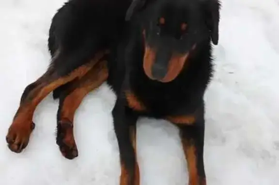 Найдена собака, Талдомский городской округ, фото: Найден собака, Дмитровское шоссе, Талдомский городской округ - худой щенок до 1 года