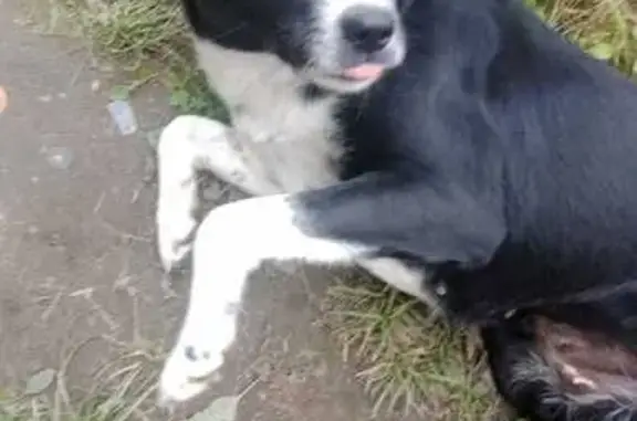 Собаки потеряшки, Надеждинское, фото: Потеряшка собака Девочка, Надеждинское (rl1150610)