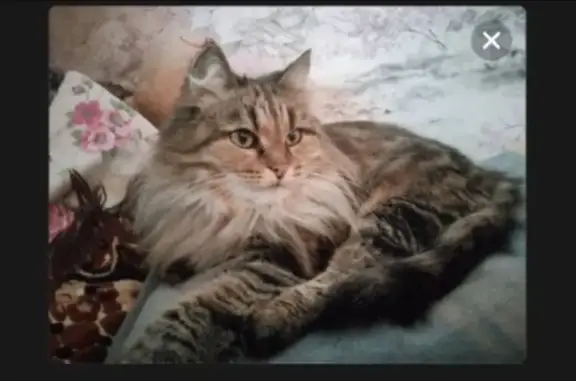 Пропала кошка, женский, Кирово-Чепецк, улица Ленина 53 - пушистая, трехцветная - photo