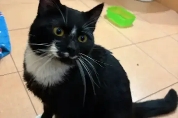 Найдена кошка, Новосибирск, фото: Найдена кошка, улица Бориса Богаткова, Новосибирск - мягкая шерстка, игривый