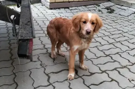 Найденные животные Старая, фото: Найдена собака, улица 40 лет Победы, 21А, Старая Станица - рыжая, месяца 3 ей