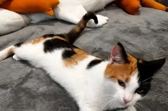 Найдена кошка, Брянск, фото: Найдена кошка, улица Фокина, 66, Брянск - трёхцветная