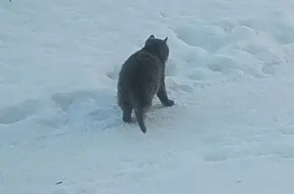 Найденные животные Уфа, фото: Найдена кошка, Первомайская улица, 68/1, Уфа - пушистый персидский кот