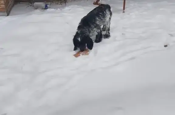 Найденные животные Бердск, фото: Найдена собака, мужской, улица Островского, 174, Бердск - чёрно-серая с белым пятнышком