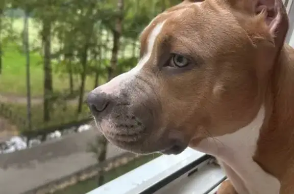 Пропал собака, мужской, Ленинский проспект, Санкт-Петербург - добрый, не кусается - photo