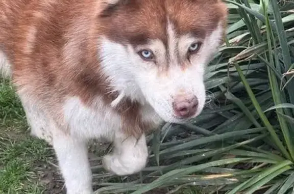 Найдена собака, Краснодар, фото: Найдена собака, Сычевая улица, 12, Краснодар - голубые глаза, бежевый окрас